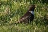 Ring Ouzel at Hadleigh Downs (Don Petrie) (69765 bytes)